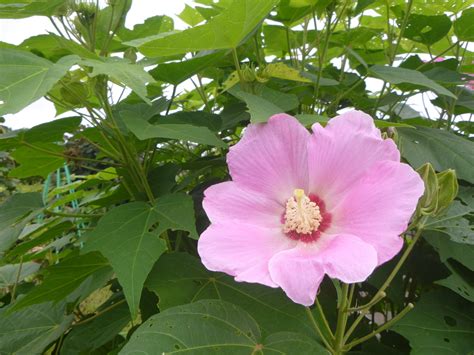 芙蓉樹|フヨウ（芙蓉）とは？育て方・栽培方法